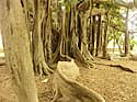Wurzelbaum- Palermo- Botanischer Garten- März 2004